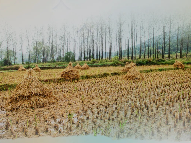 肥土不废，，，，，，沃土“搬家”